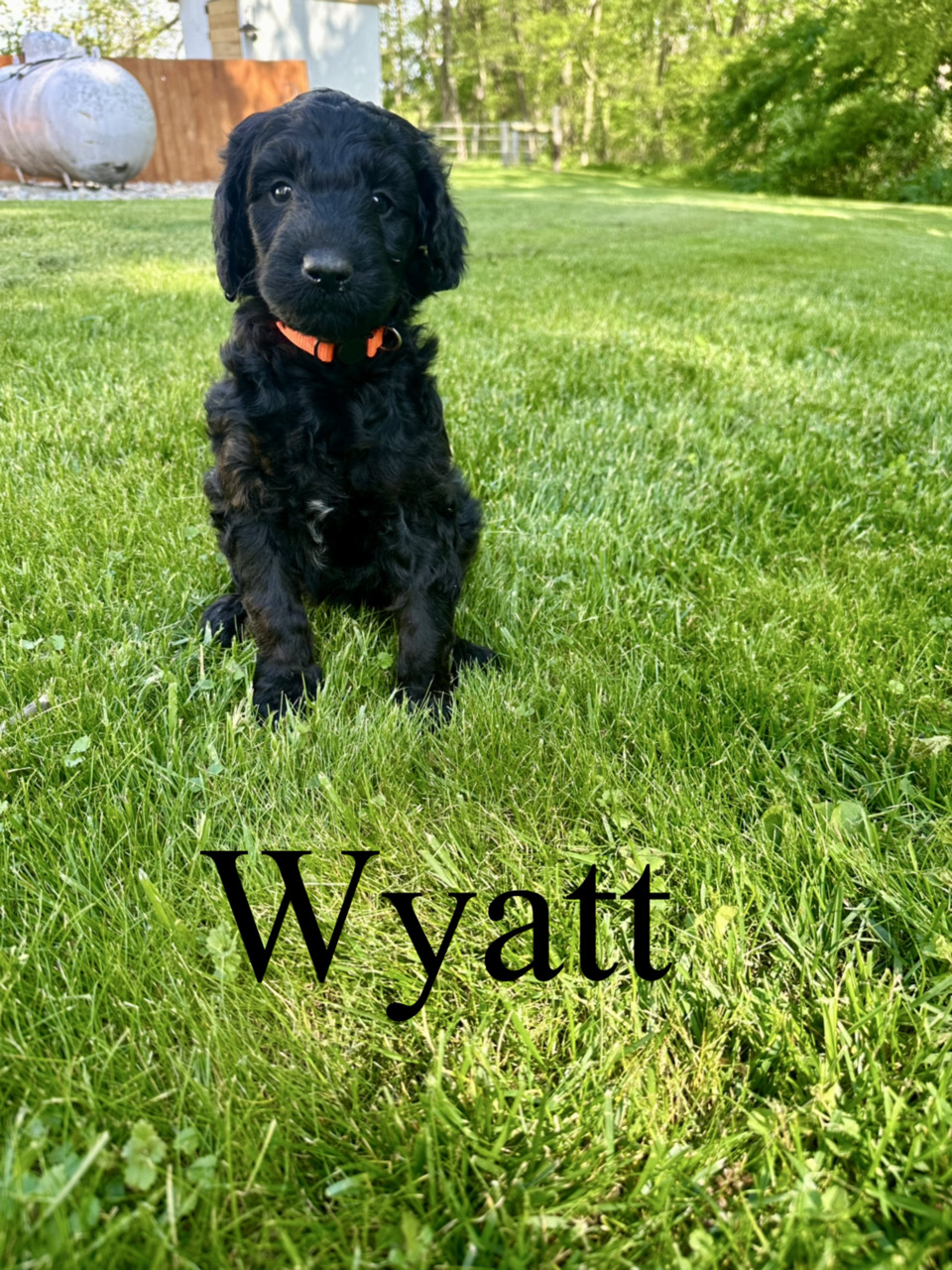 Wyatt 1